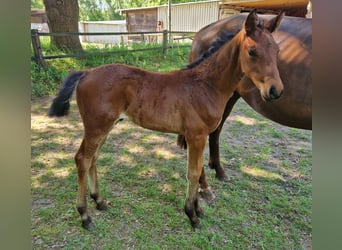 Hanoverian, Stallion, , Brown