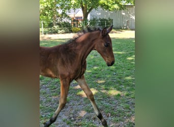 Hanoverian, Stallion, , Brown