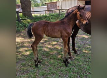 Hanoverian, Stallion, , Brown