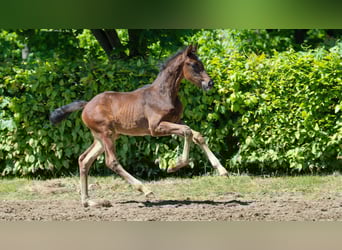 Hanoverian, Stallion, , Brown