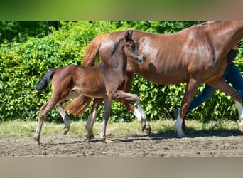 Hanoverian, Stallion, , Brown