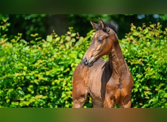 Hanoverian, Stallion, , Brown
