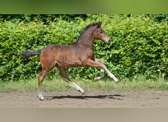 Hanoverian, Stallion, , Brown