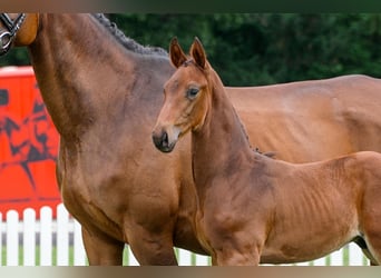 Hanoverian, Stallion, , Brown