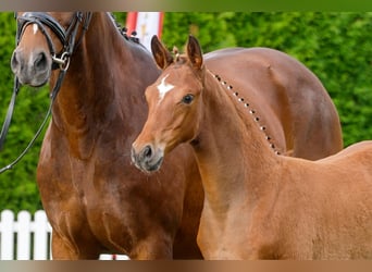 Hanoverian, Stallion, , Brown