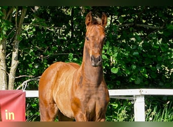 Hanoverian, Stallion, , Brown