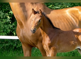 Hanoverian, Stallion, , Brown