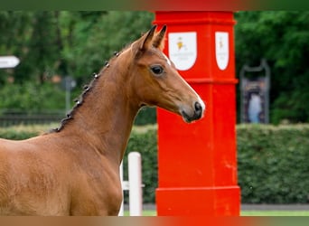 Hanoverian, Stallion, , Brown