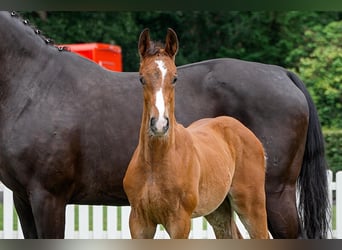 Hanoverian, Stallion, , Brown