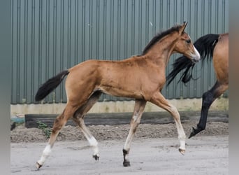 Hanoverian, Stallion, Foal (05/2026), Brown