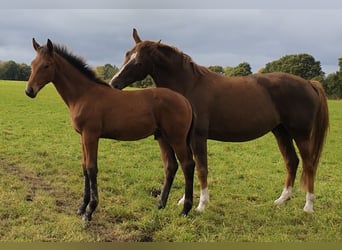 Hanoverian, Stallion, Foal (06/2025), Brown