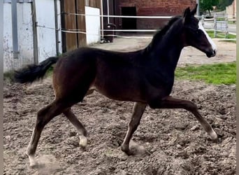 Hanoverian, Stallion, Foal (02/2024), Brown