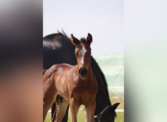 Hanoverian, Stallion, Foal (05/2024), Brown