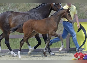 Hanoverian, Stallion, Foal (04/2025), Brown