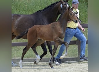 Hanoverian, Stallion, Foal (04/2025), Brown