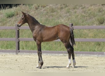 Hanoverian, Stallion, Foal (04/2025), Brown