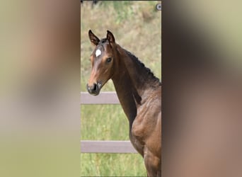 Hanoverian, Stallion, Foal (04/2025), Brown