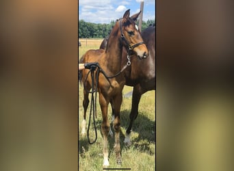 Hanoverian, Stallion, Foal (04/2025), Brown