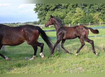 Hanoverian, Stallion, Foal (04/2025), Brown