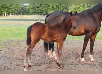 Hanoverian, Stallion, Foal (04/2025), Brown