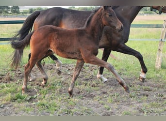 Hanoverian, Stallion, Foal (04/2025), Brown