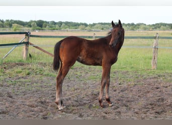 Hanoverian, Stallion, Foal (04/2025), Brown