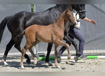 Hanoverian, Stallion, Foal (03/2026), Brown