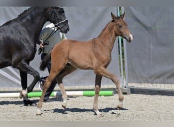 Hanoverian, Stallion, Foal (03/2026), Brown