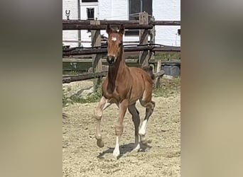 Hanoverian, Stallion, Foal (06/2025), Brown