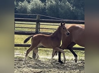 Hanoverian, Stallion, Foal (06/2025), Brown