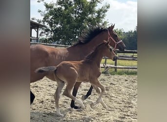 Hanoverian, Stallion, Foal (06/2025), Brown