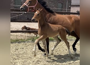 Hanoverian, Stallion, Foal (06/2025), Brown