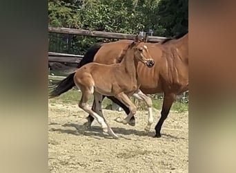 Hanoverian, Stallion, Foal (06/2025), Brown