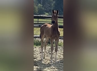 Hanoverian, Stallion, Foal (06/2025), Brown