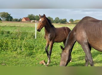 Hanoverian, Stallion, Foal (01/2023), Brown