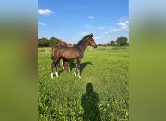 Hanoverian, Stallion, Foal (04/2025), Brown