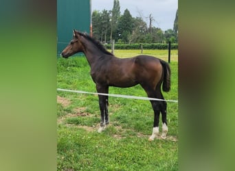 Hanoverian, Stallion, Foal (04/2025), Brown