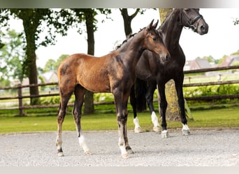 Hanoverian, Stallion, Foal (05/2025), Brown