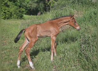 Hanoverian, Stallion, Foal (02/2025), Brown