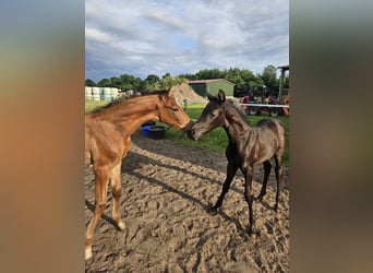 Hanoverian, Stallion, Foal (02/2025), Brown