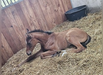 Hanoverian, Stallion, Foal (02/2025), Brown