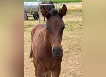 Hanoverian, Stallion, , Brown