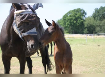 Hanoverian, Stallion, , Brown
