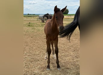 Hanoverian, Stallion, , Brown