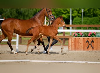 Hanoverian, Stallion, Foal (04/2026), Brown