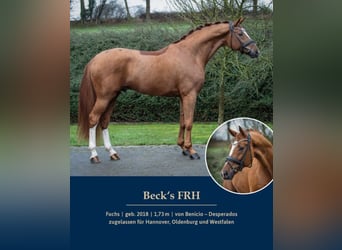 Hanoverian, Stallion, , Brown