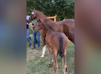 Hanoverian, Stallion, , Brown