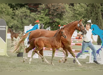 Hanoverian, Stallion, , Brown