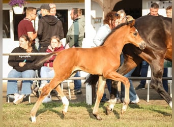Hanoverian, Stallion, Foal (05/2025), Brown