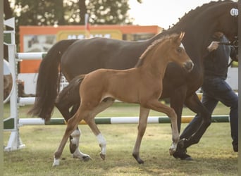 Hanoverian, Stallion, Foal (05/2025), Brown
